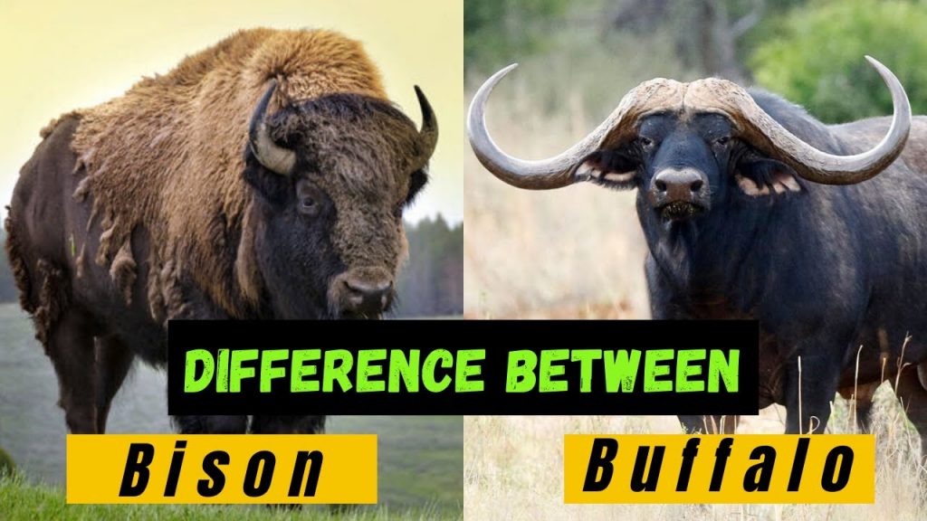 Bison vs Buffalo. The Bison: A True Local Canadian - Papa Earth